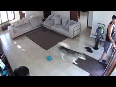 Husky Can't Quite Figure Out Screen Doors