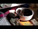 Pair of Cats Fight Over Who Gets to Lie in the Sun