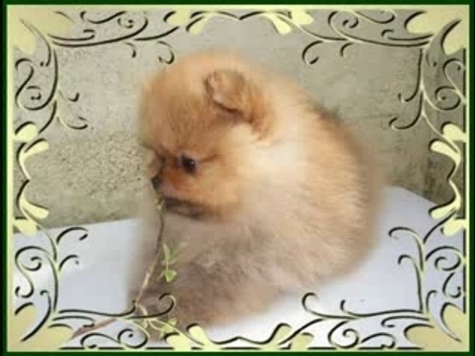 Jan Shar Totally Irrestible