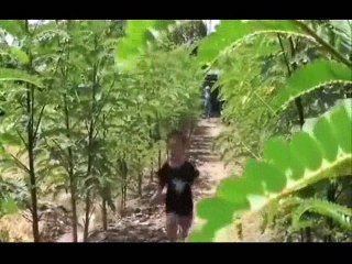 Về Đâu Mái Tóc Người Thương VŨ DUY