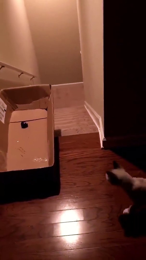 cat race