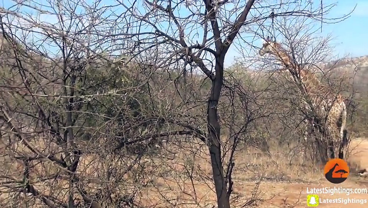 Une girafe ne peut rien faire contre des lions qui attaquent