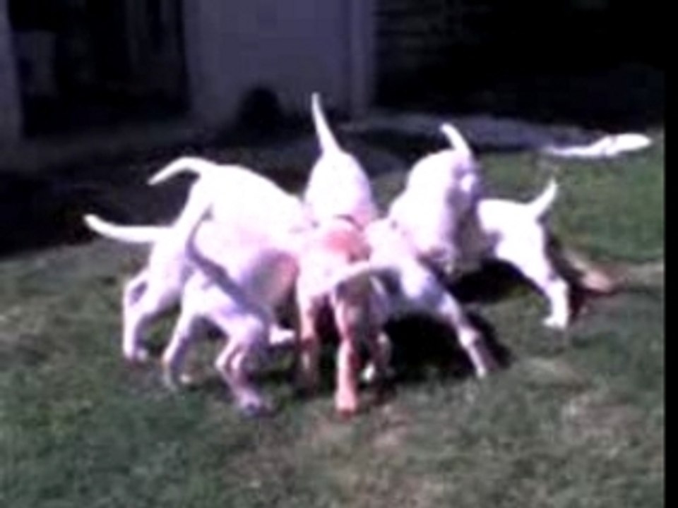 chiots labrador passent à table 2