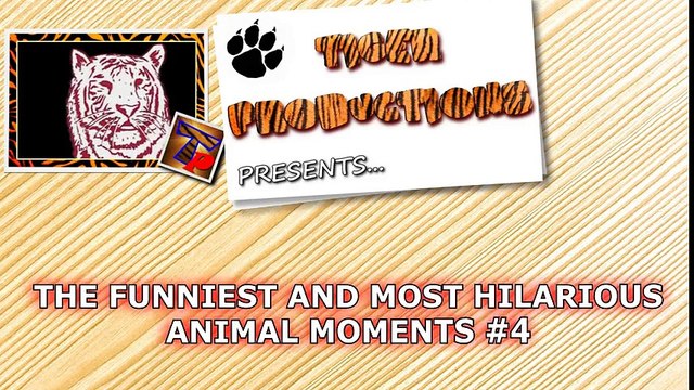 Funniest, cutest and most amusing ANIMAL videos #4 - Funny animal compilation - Watch & laugh!