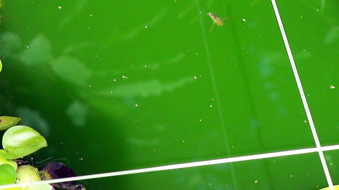 Quelle est donc cette bestiole? C'est une NOTONECTE