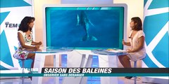 Observation des baleines : il faut faire de la pédagogie - LTOM