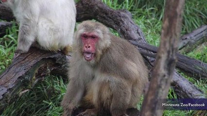 Oldest Snow Monkey in North America Turns 33