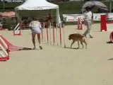 Masters Agility La Garette 79