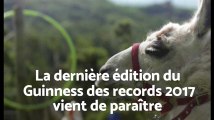 Un lama et un chat sont dans le nouveau Guinness des records
