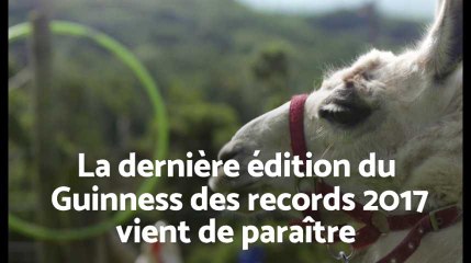 Un lama et un chat sont dans le nouveau Guinness des records