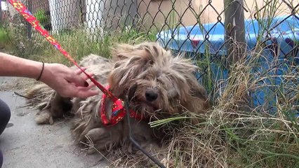 Ce chien abandonné n'a jamais connu l'amour, quand des gens le caressent pour la première fois, c'est trop beau!