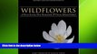 different   Wildflowers of Nova Scotia, New Brunswick   Prince Edward Island: Revised and