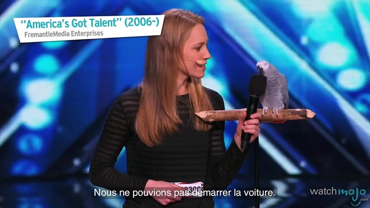 Top 10 des animaux les plus intelligents