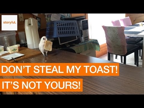 Cunning Cockatoo Shamelessly Steals Freshly Buttered Toast From Kitchen