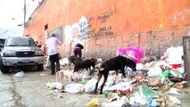 Starving pets abandoned in Venezuela