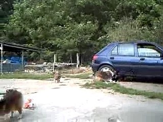 Chiots Anaïs et Voyou à 10 semaines