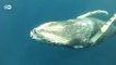 Горбатым китам больше не грозит вымирание (08.09.2016)