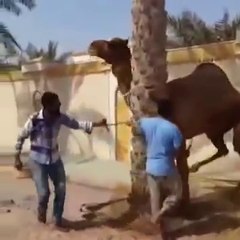 Angry Camel Lifting a man's head