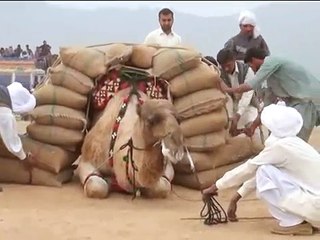 Camel Weight Lifting - Amazing