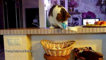 Just for smiles and laugh¦  Funny Cats and  Cute Kittens Compilation September 2016