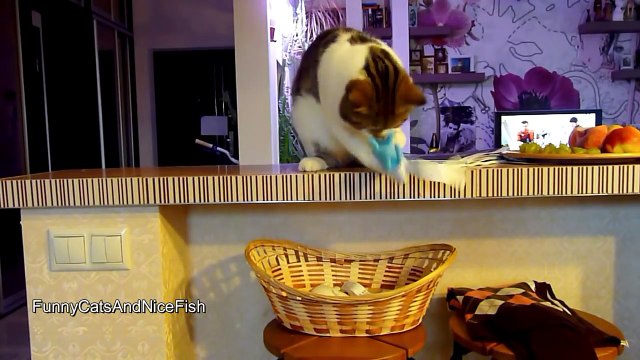 Just for smiles and laugh¦ Funny Cats and Cute Kittens Compilation September 2016