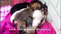 Mama Dog Was Devastated After Losing Her Pups. But When She Sees These Two My Heart Can’t Take It