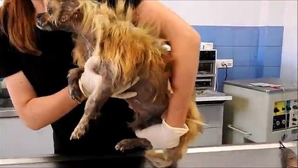 Combo o cão abandonado que tinha imensas picadas de carraças