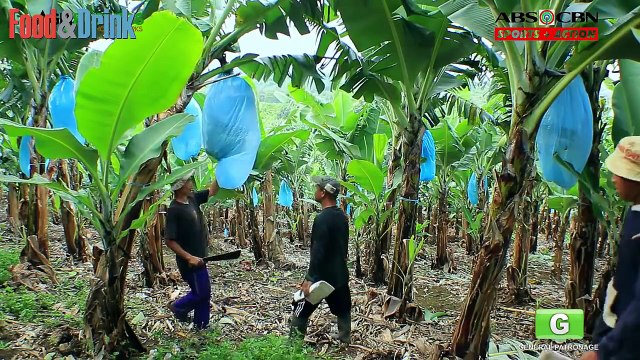 Никогда не думал, что это так интересно! Процесс попадания банана с пальмы к нам на стол!