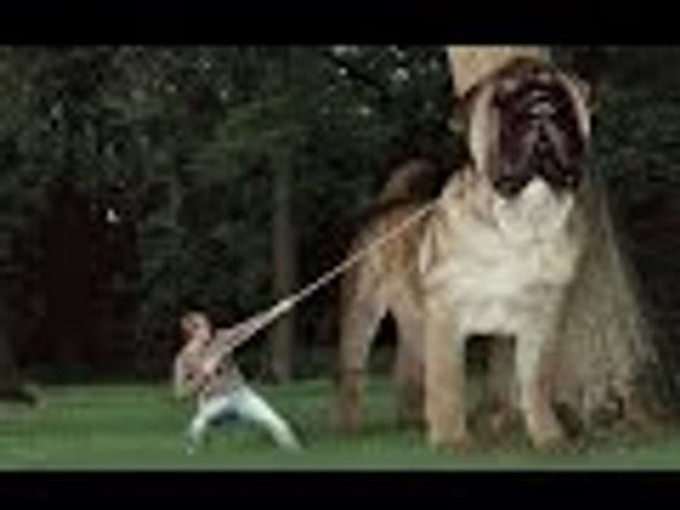 Biggest Dog in the World | Even Go bigger