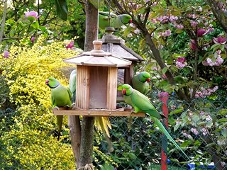 Different-Types-Of-PARROTS-COOL-COLLECTION