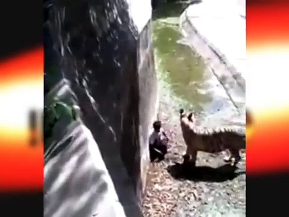 Homem é devorado por tigre branco na índia   Man is devoured by white tiger in India