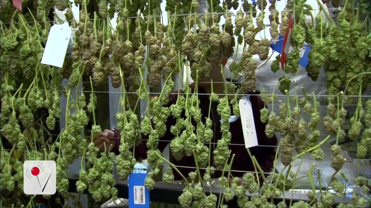 College Students Using More Marijuana, But Less of Other Drugs