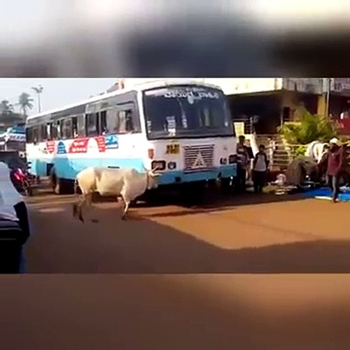 بقرة تنتقم من سائق حافلة بعد أن دهسها