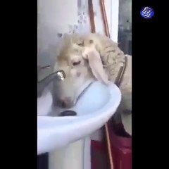 علوش بليد برشة ههه