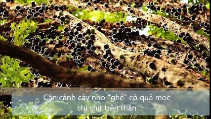 Cận cảnh cây nho ghẻ, có quả mọc chi chít trên thân