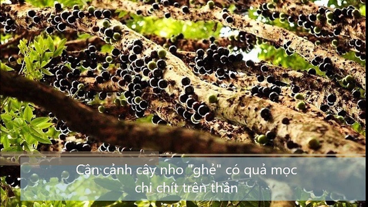 Cận cảnh cây nho ghẻ, có quả mọc chi chít trên thân