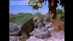 BBC Nature documentary | Galapagos Islands : Traveling to the Galápagos Islands english subtitles