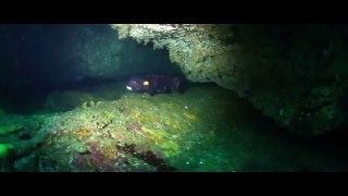 Scuba Divers Deaths Caught on Tape REVIEW WORLD