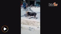 Video: Anjing gonggong mayat bayi gemparkan penduduk