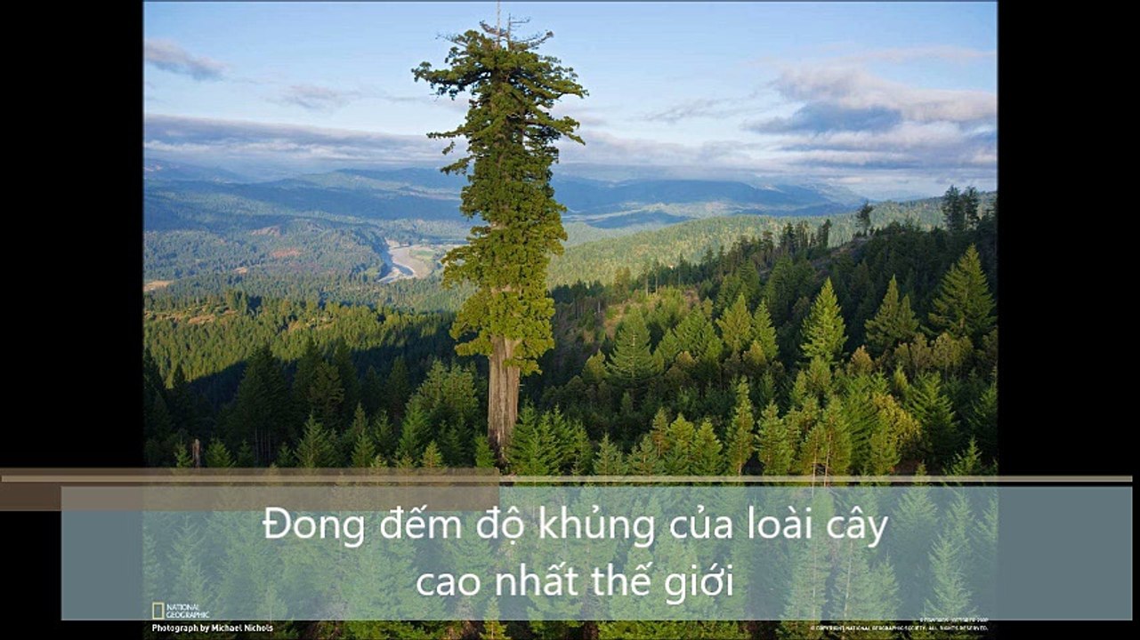 Đong đếm độ khủng của loài cây cao nhất thế giới