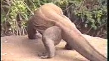 Komodo dragon
