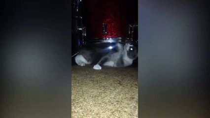 Funny Cat Plays Drums
