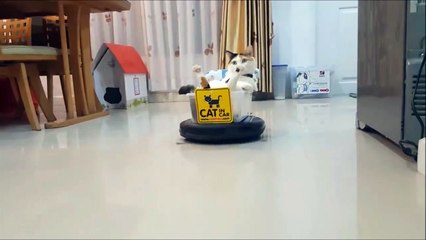 Download Video: Roomba Cat, le boss de la maison!