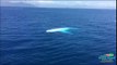 Une énorme baleine passe sous le bateau de touristes en Australie