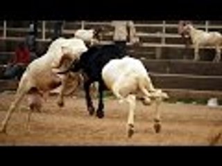 شجار أكباش عنيف جد