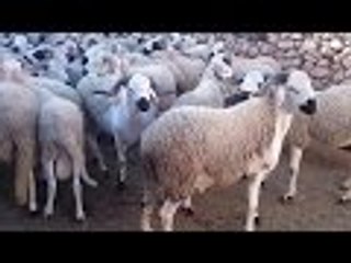 أضخم وأفخم كبش صردي لعيد الأضحى 2016 🐑 | أروع مشاهد الكبش الملكي