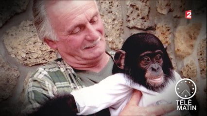 Faune - La cataracte : chez les singes aussi