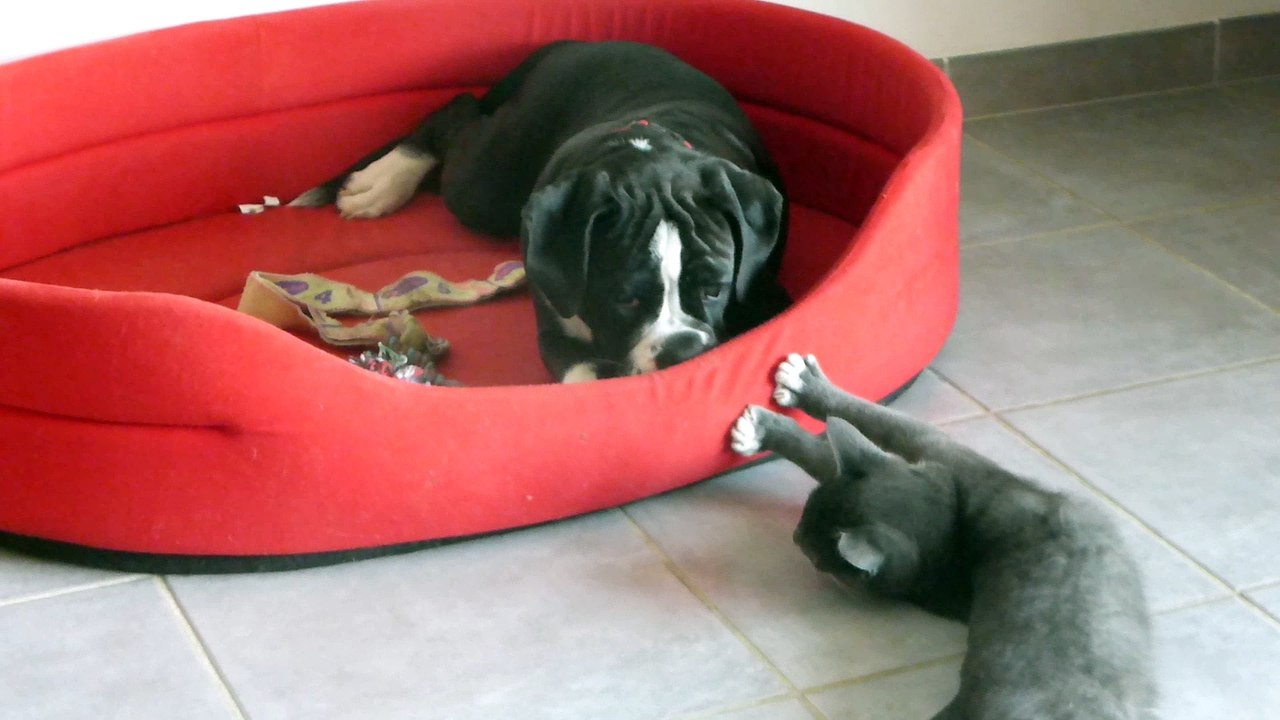 Continental bulldog et grisou le chat