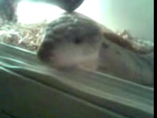 Ze crois que z'ai vu un gros minet!!!!