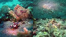 Top 20 Most Amazing Sea Creatures (Reel)-tvtos_zdo54-HQ